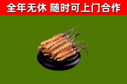 碧江回收冬虫夏草