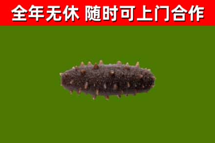 碧江回收海参干